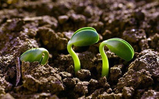 Soberanía Alimentaria: agroecología