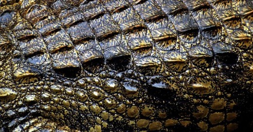 Reptiles