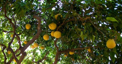 Pomelos