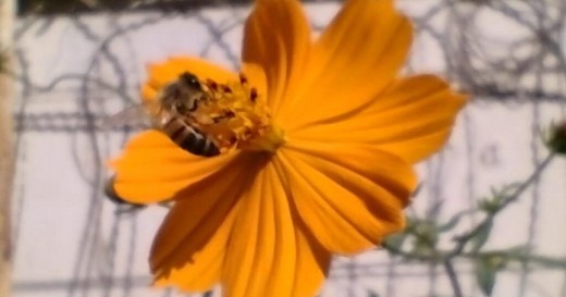 La costumbre de las abejas