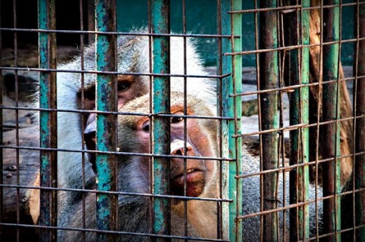 Cierre del Zoológico de Córdoba: una decisión impostergable