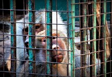Cierre del Zoológico de Córdoba: una decisión impostergable